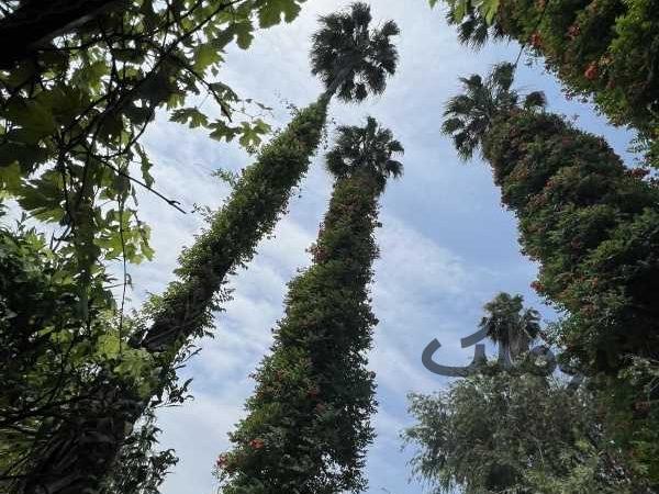 زمین با جواز ساخت در خیابان افشین لتینگان| زمین و باغ| نوشهر، لتینگان| نیوملک